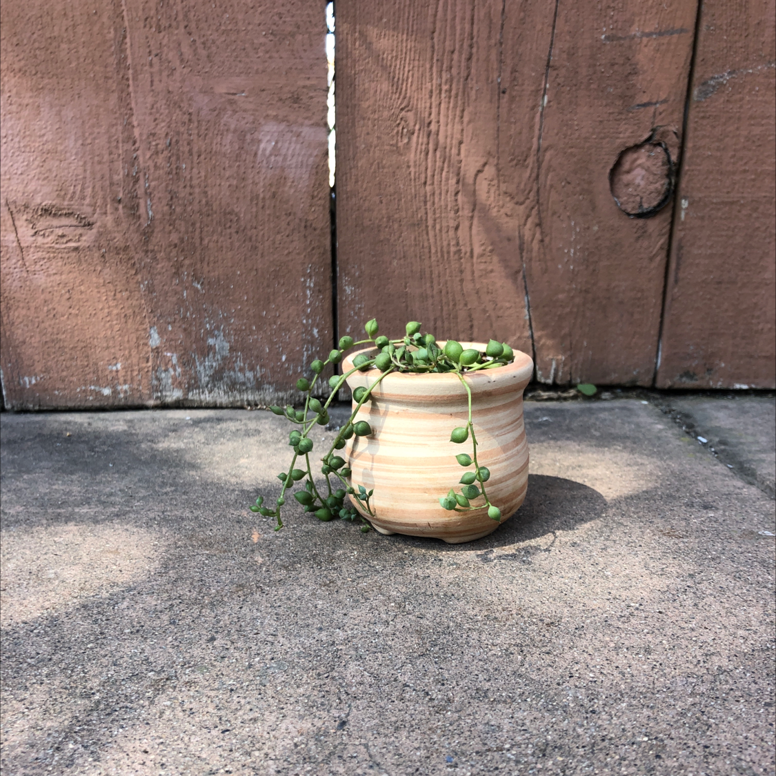 String of Pearls plant in a small pot against a wooden fence background.
