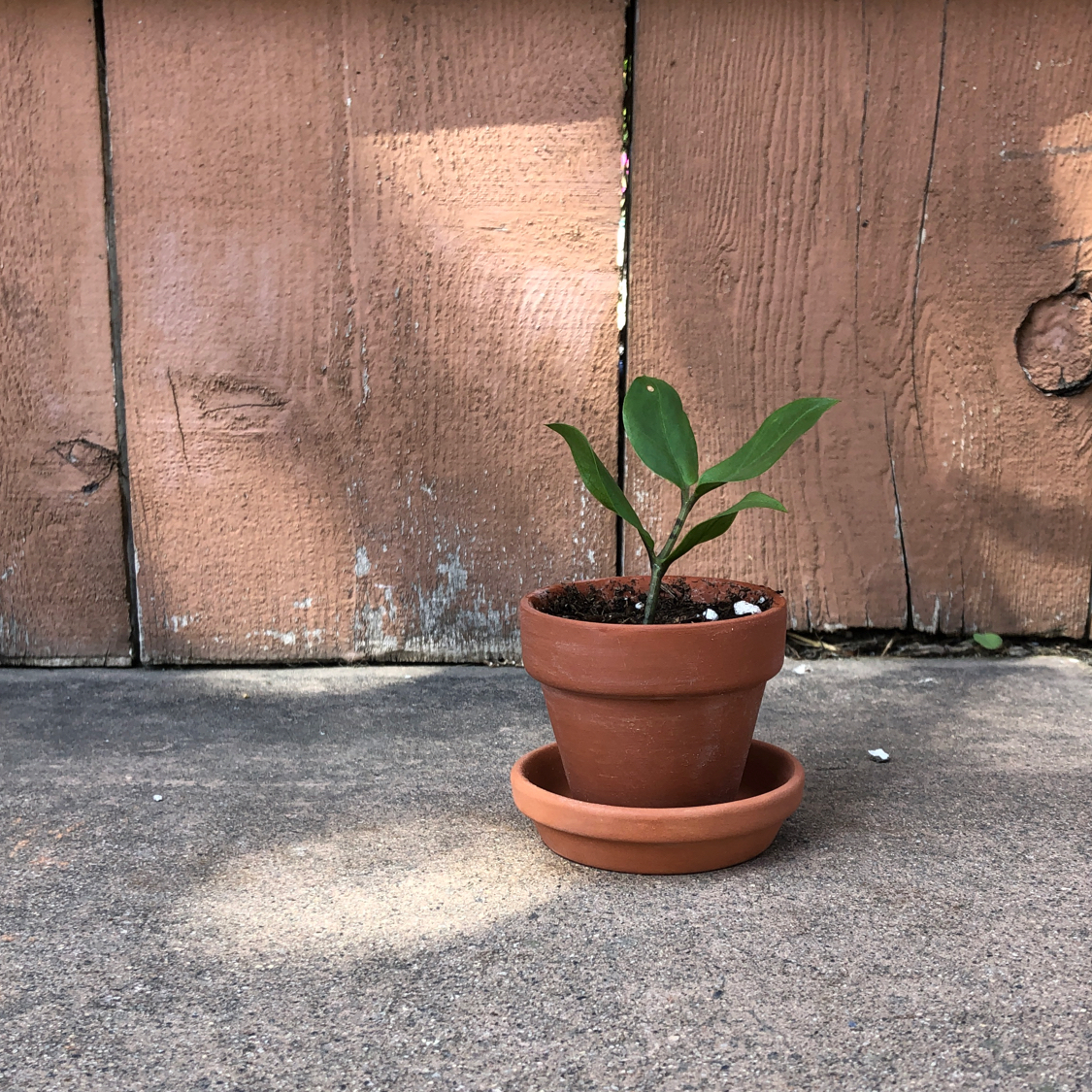 Healthy young ZZ plant with glossy green leaves in a terracotta pot against a wooden fence background.