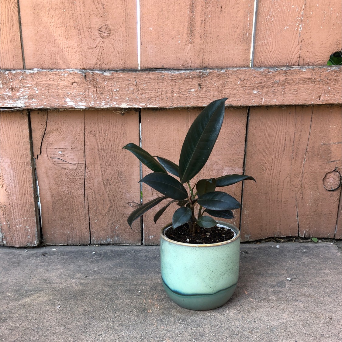 Plant care for Echeveria 'Atlantis' on Greg, the plant care app