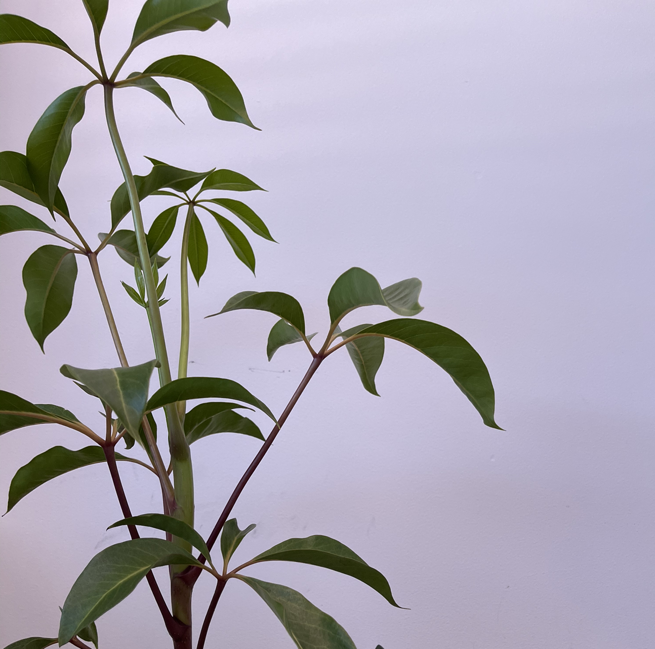 Golden Trumpet plant with healthy green leaves against a plain background.