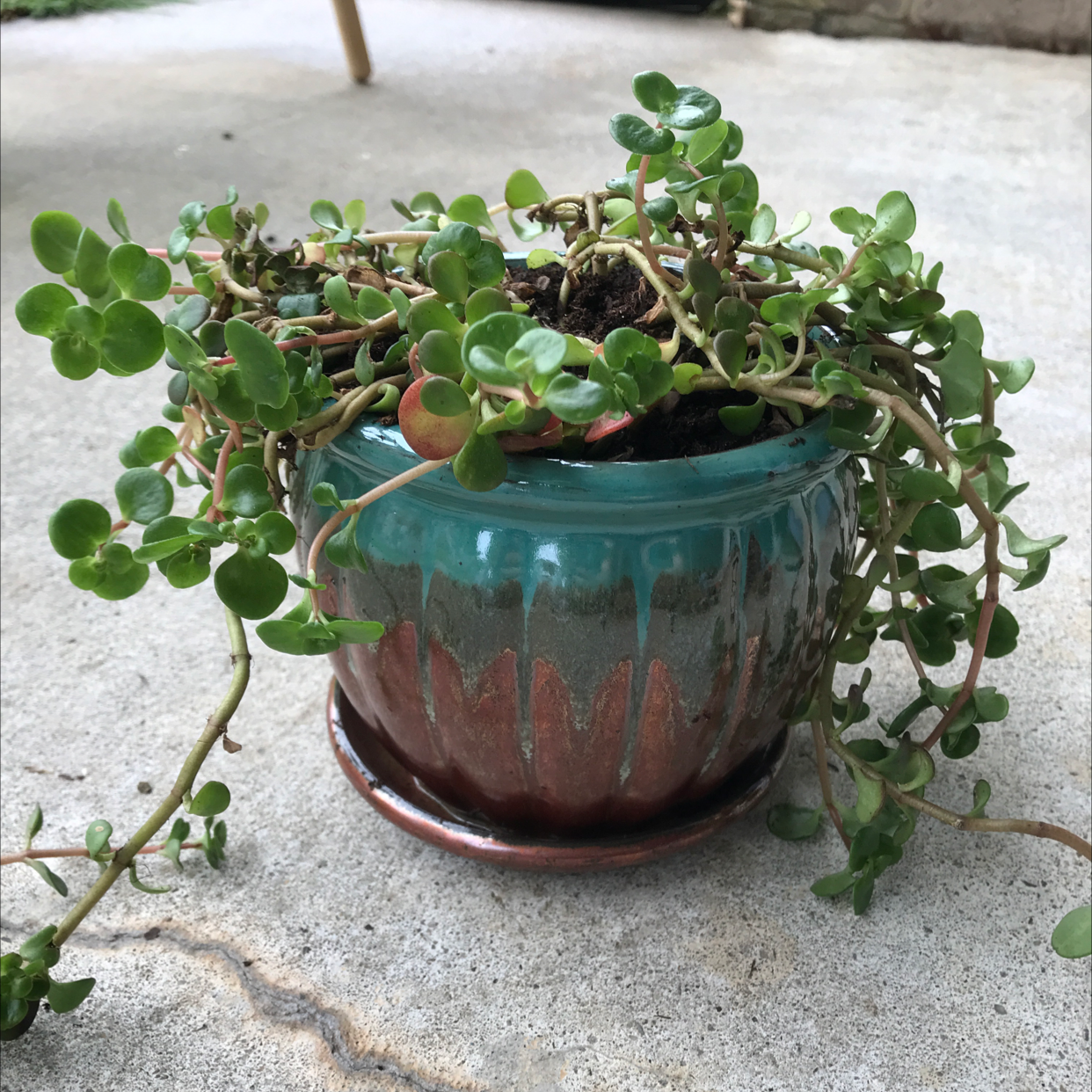 Potted Chinese Sedum plant with small, round green leaves in a decorative pot on a concrete surface.