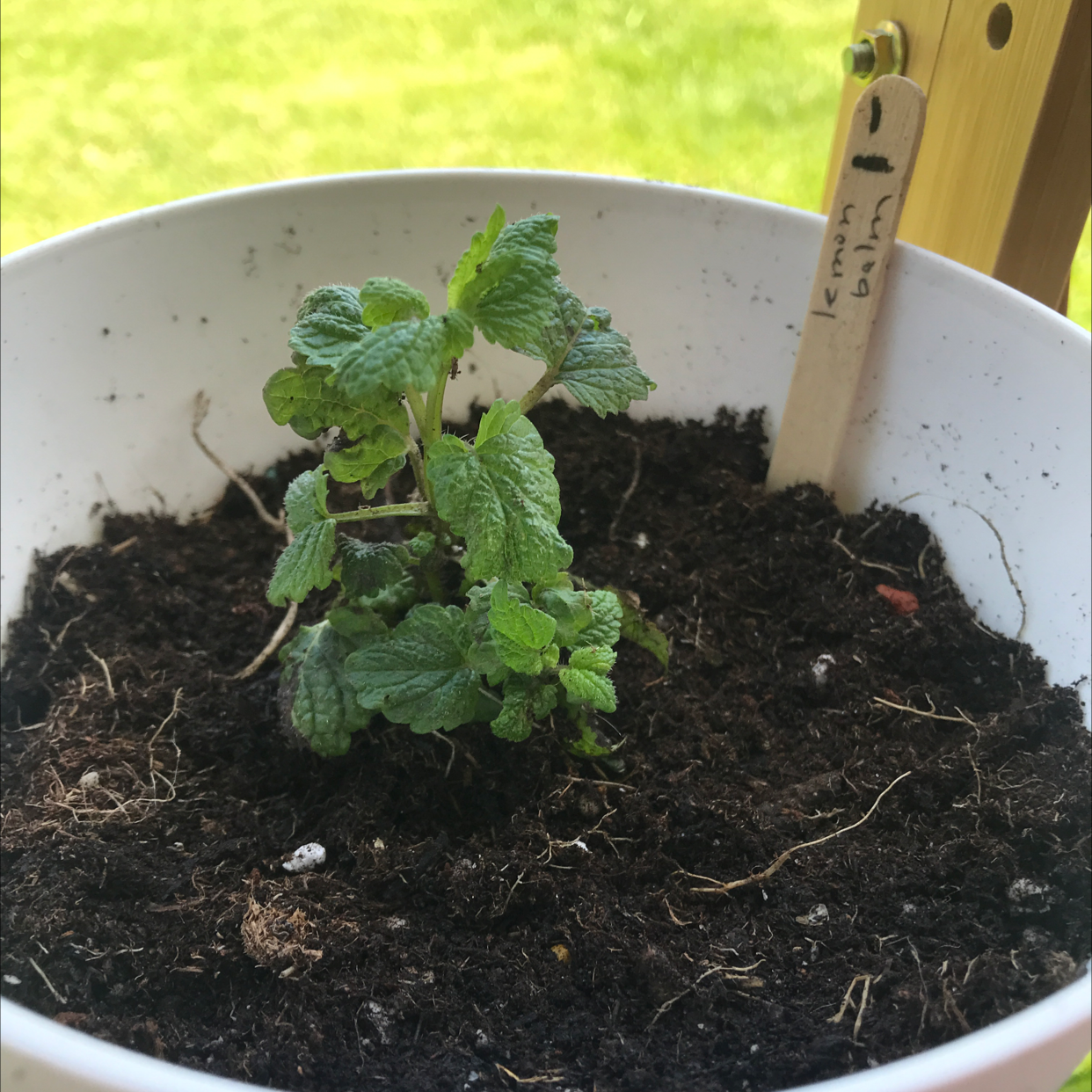 Lemon Balm plant in a white pot with visible soil, appearing healthy.