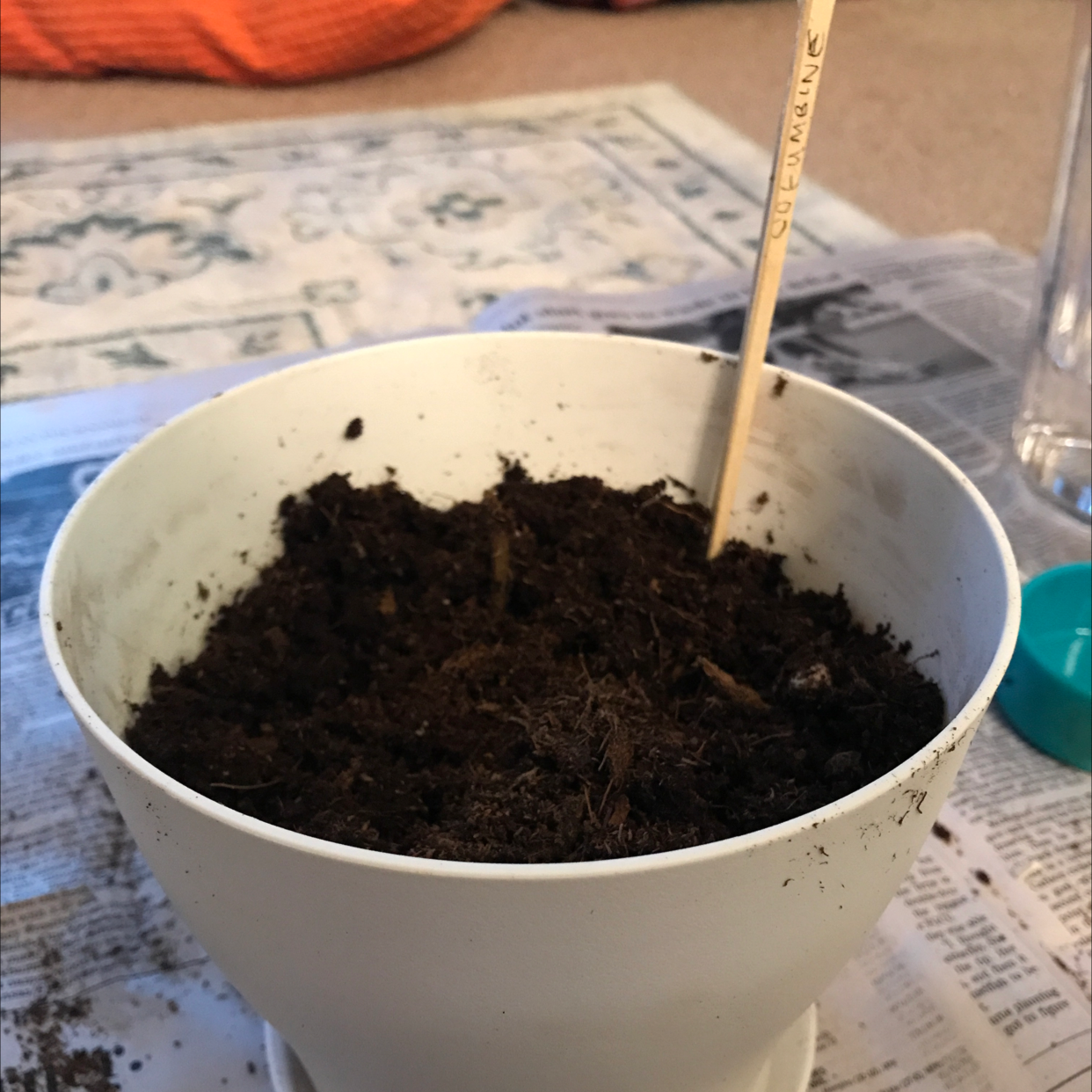 White pot with soil labeled as Common Columbine. No visible plant growth.