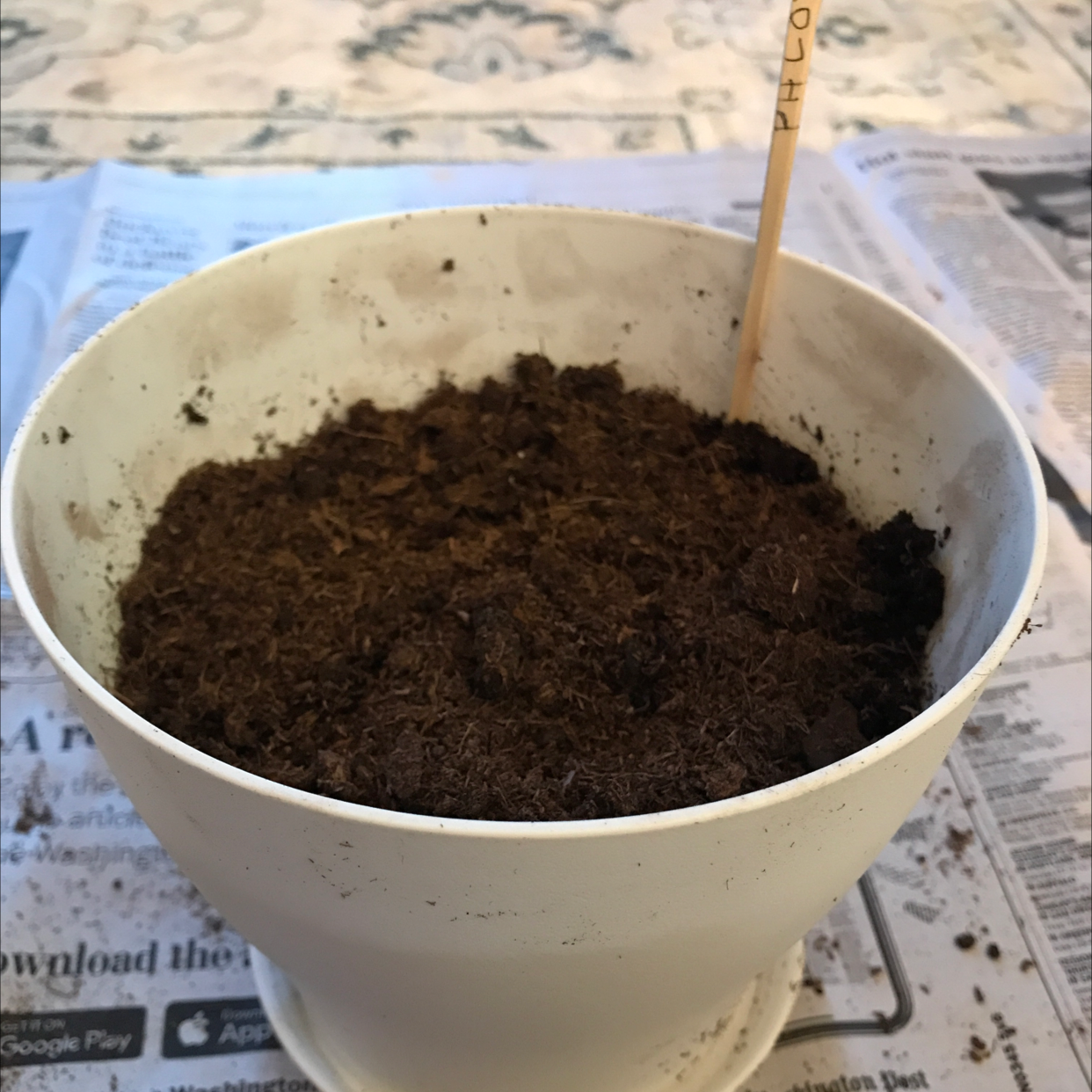 White pot filled with soil labeled 'Phlox'. No visible plant parts.