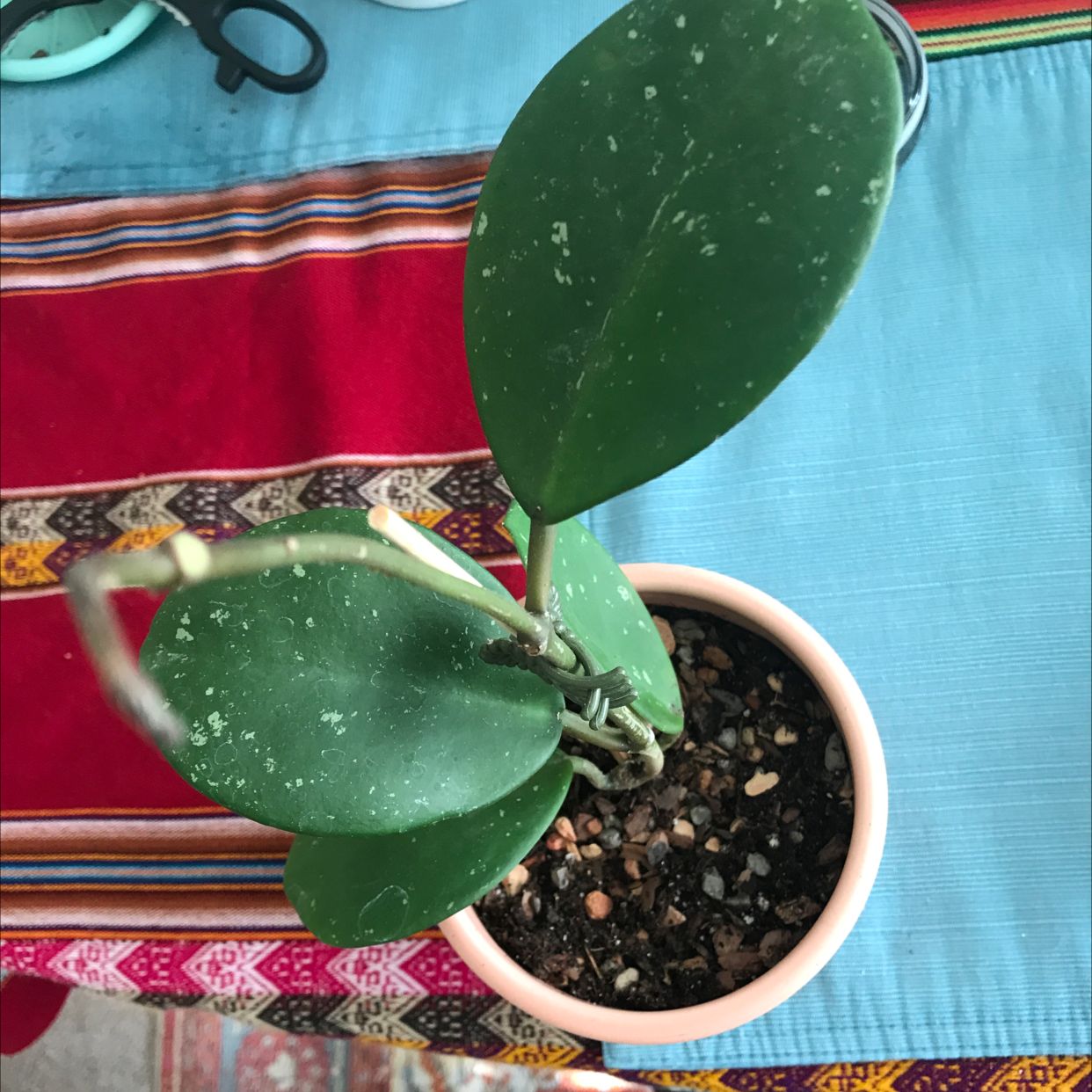 Potted Hoya obovata plant with large, round, green leaves and visible soil.