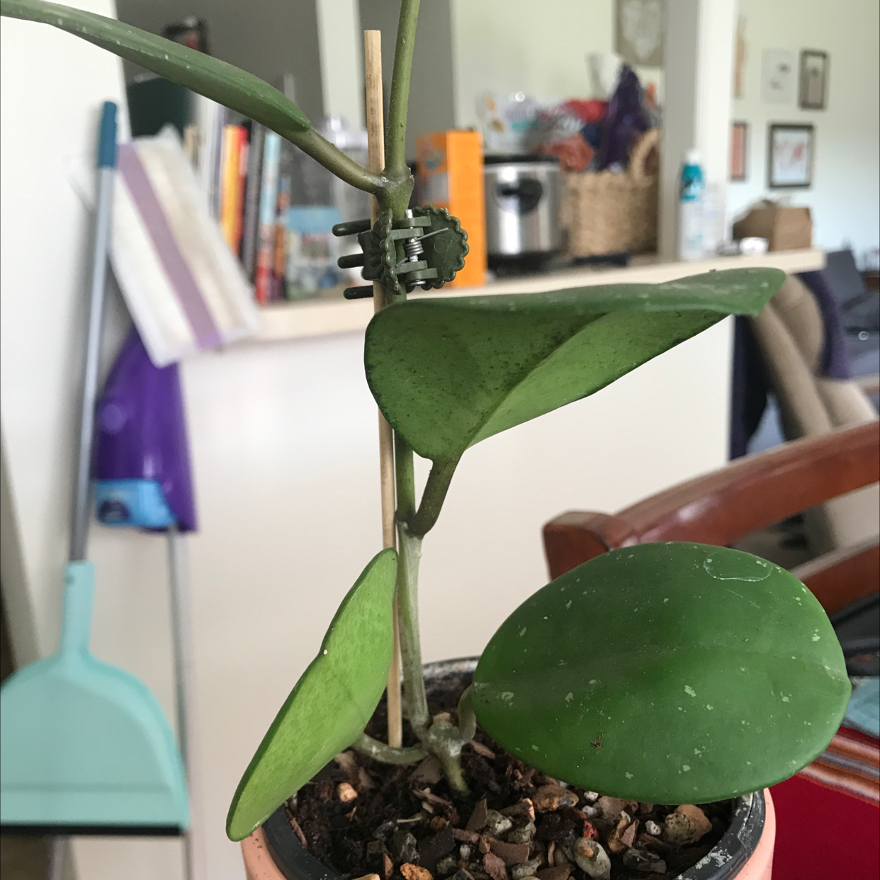 Hoya obovata plant in a pot with green leaves, well-framed and in focus.