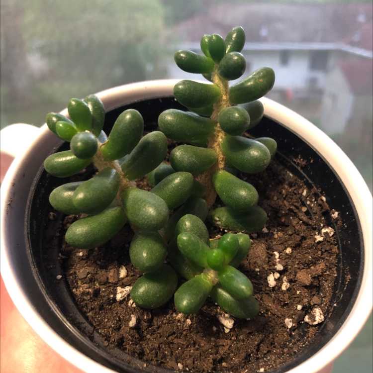 Photo of the plant species Jelly Bean Plant by @car.inamarie named Zion on Greg, the plant care app