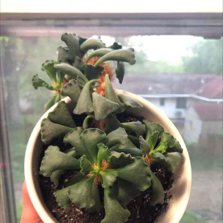 Photo of the plant species Pillow Feet Crinkle Leaf Plant by @car.inamarie named Elle on Greg, the plant care app