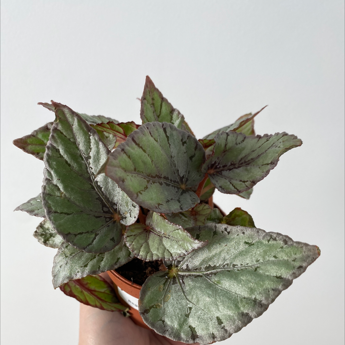 Potted Angel Wing Begonia with healthy, wing-shaped leaves. Hand holding the pot.