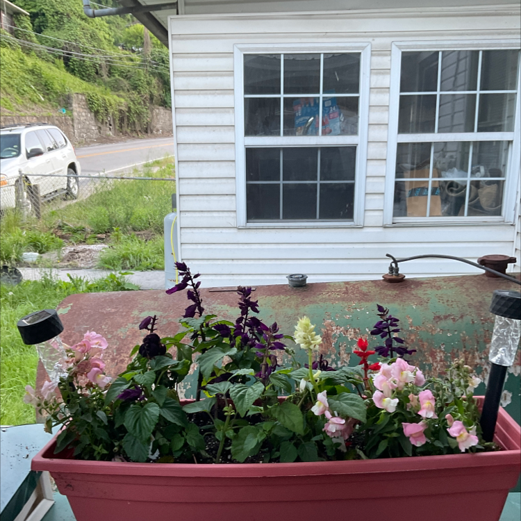 Planter with Scarlet Sage and other flowering plants in front of a house.