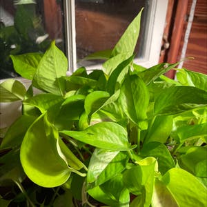 Neon Pothos plant photo by Sarah named Gomez on Greg, the plant care app.