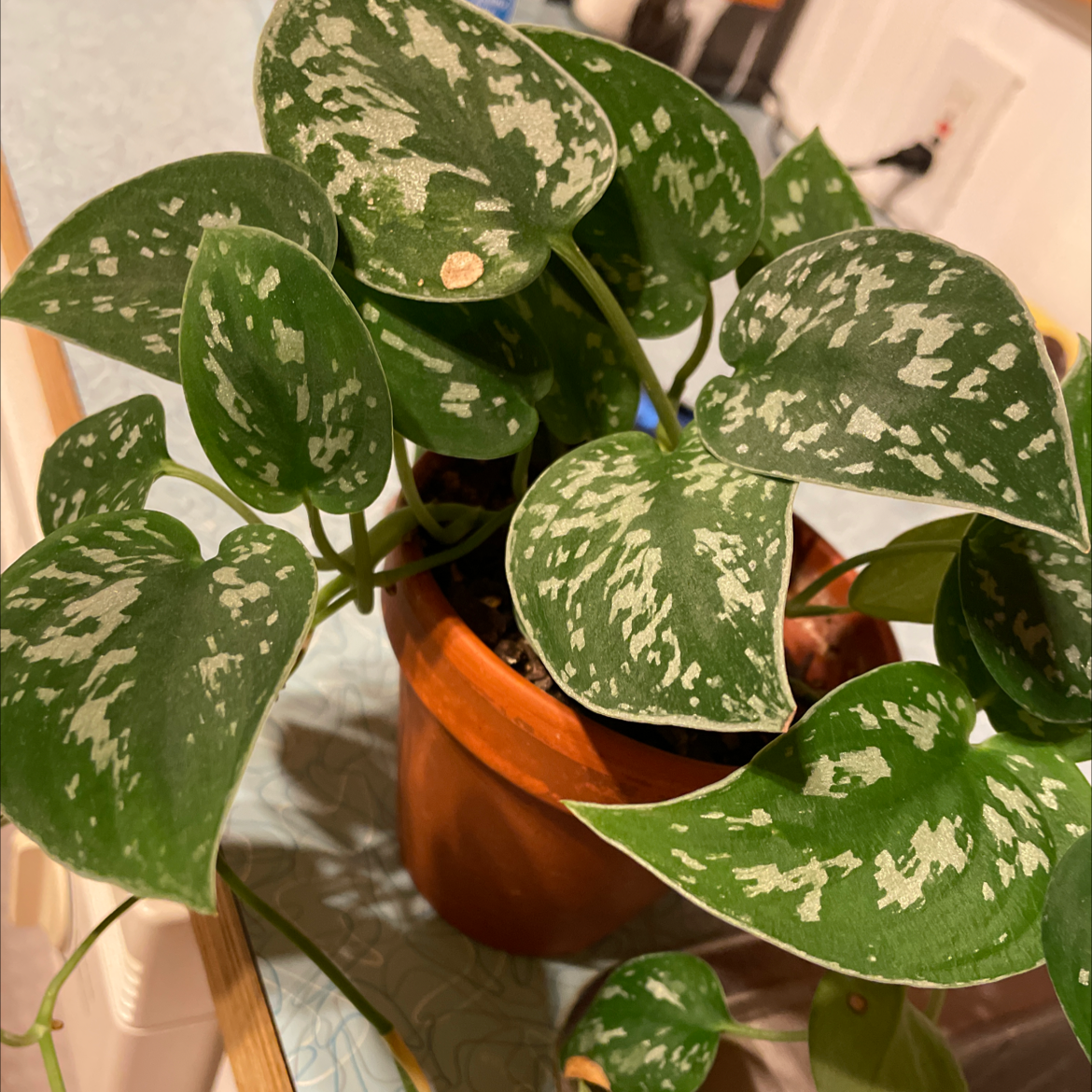 Satin Pothos plant photo by Sarah named Sproutacus on Greg, the plant care app.