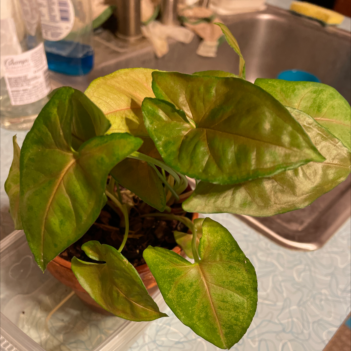 Photo of the plant species Syngonium 'Candy' by Sarah named Osmo on Greg, the plant care app