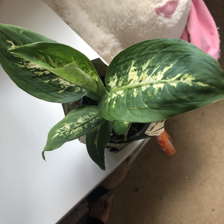 Dieffenbachia plant photo by Megan named Diefenbachia (dumb cane) on Greg, the plant care app.