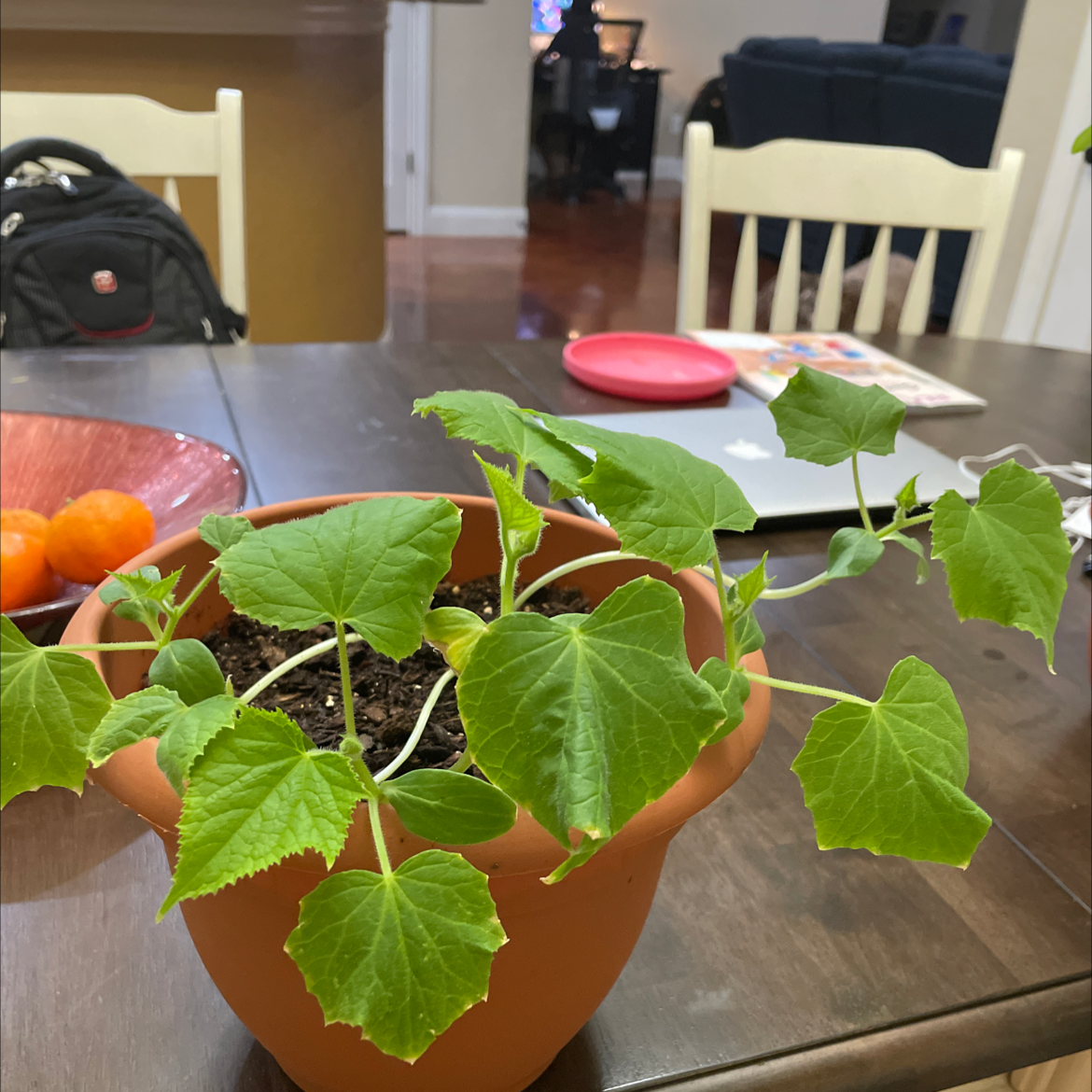 Potted cucumber plant with healthy green leaves on a table indoors.