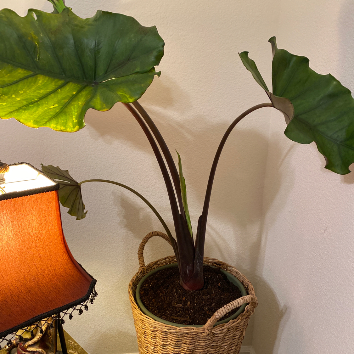 Giant Taro plant in a woven basket with large green leaves and visible soil.