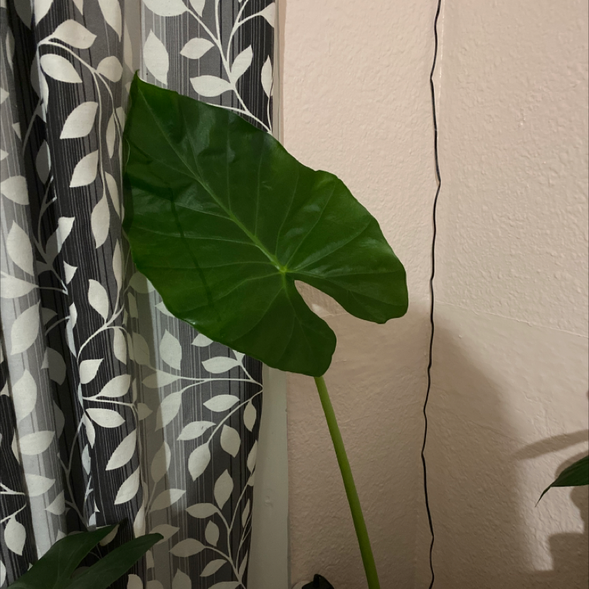 Single large leaf of a Calidora Elephant's Ear plant against a patterned curtain.