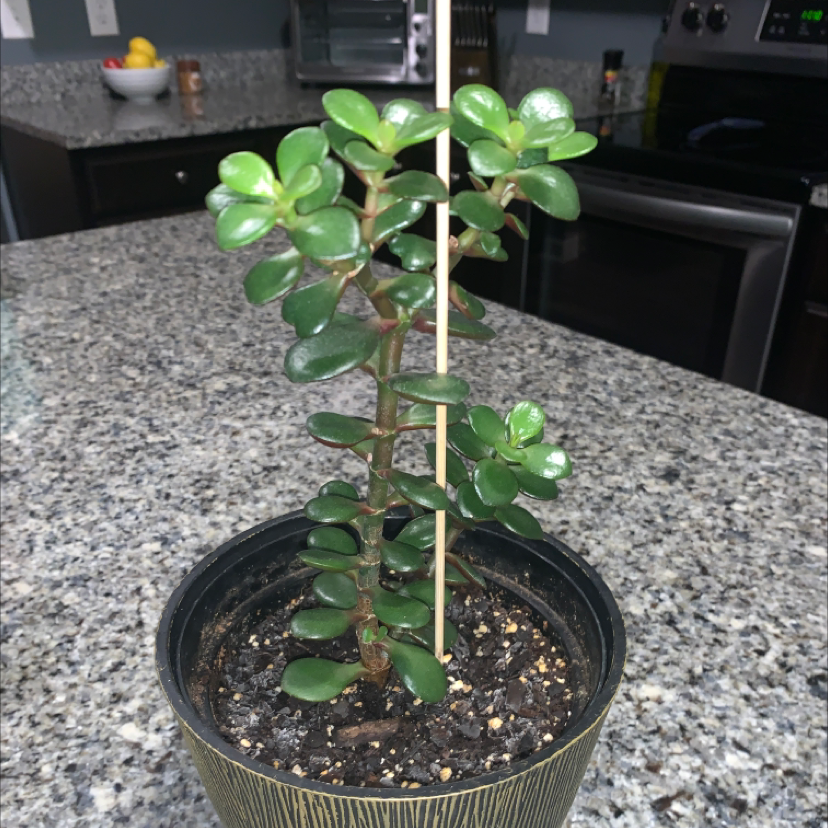 Lucky Plant plant photo by Sierra  named Beltre Jr. on Greg, the plant care app.