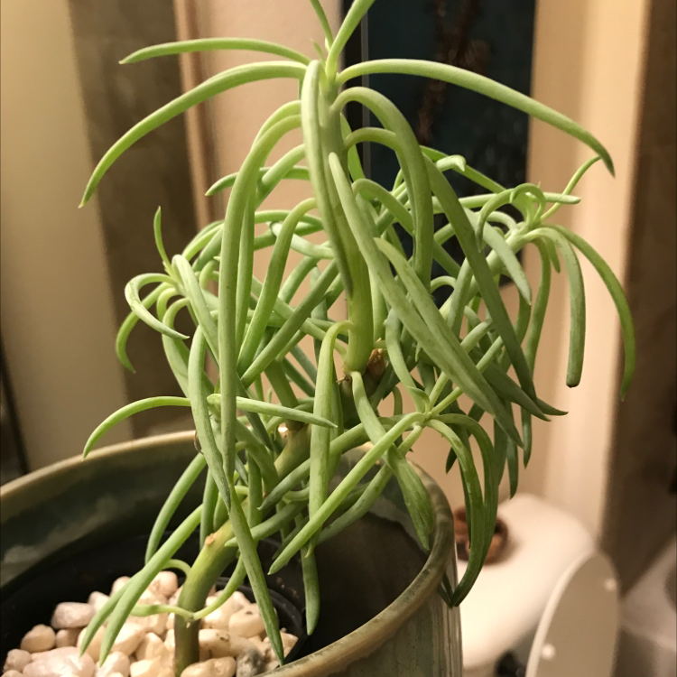 Narrow-Leaf Chalksticks plant in a pot with pebbles on the soil surface.