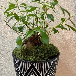 Ficus Ginseng plant in Anchorage, Alaska