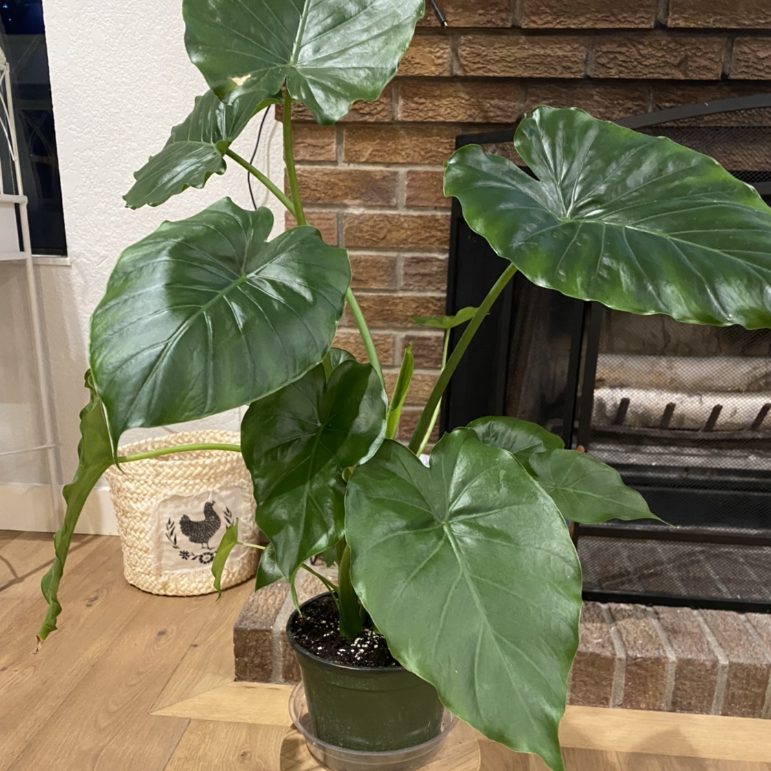 Potted Alocasia 'Portora' plant with large green leaves indoors near a fireplace.