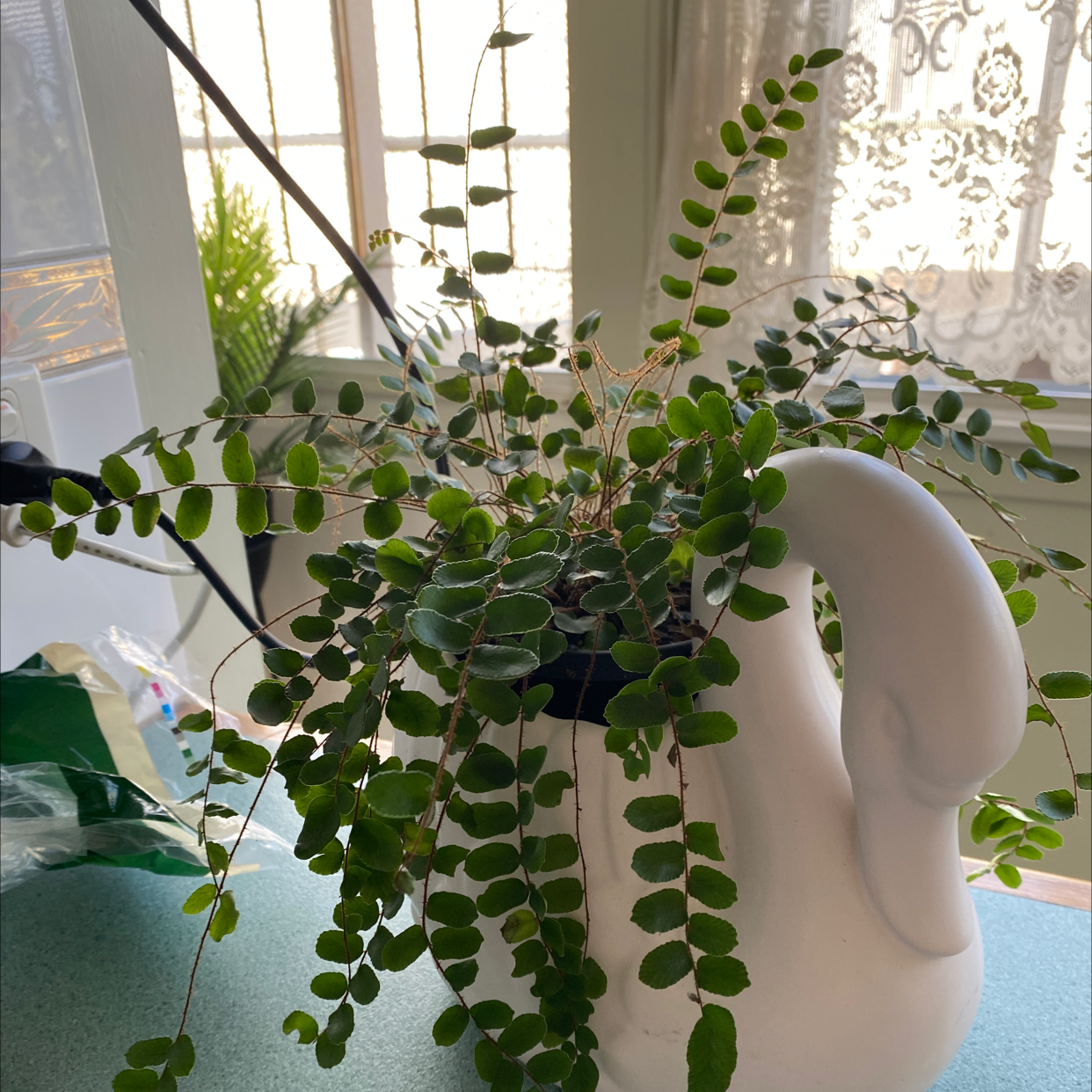 Photo of the plant species Pellaea rotundifolia by Laura named Treeyoncé on Greg, the plant care app