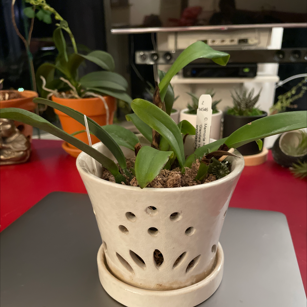 Photo of the plant species Potinara Memoria Harriet George by @Dhuang named Young cattleyas on Greg, the plant care app