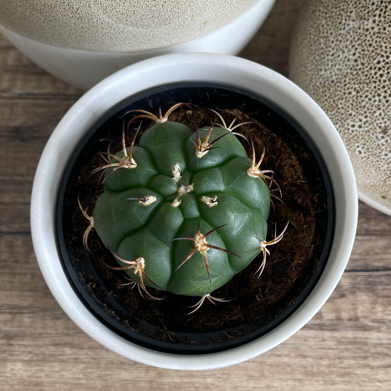 Top view of a healthy Blue Barrel Cactus in a small pot.