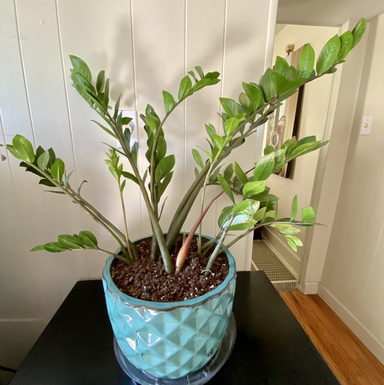 Zamioculcas Zamiifolia plant photo by @MarlaJensine named Harold on Greg, the plant care app.