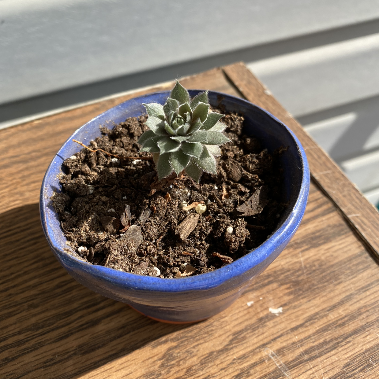 Violet Queen Hens and Chicks succulent in a blue pot on a wooden surface.