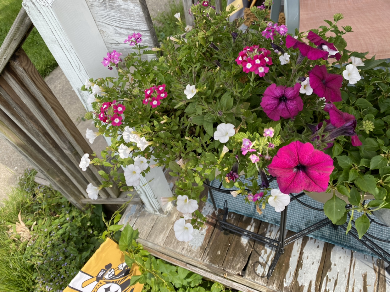 Planter with large white and pink petunias in full bloom, healthy foliage.