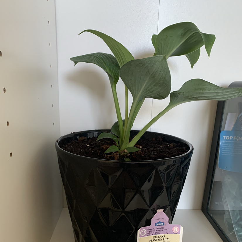 Photo of the plant species Plantain Lily by @XjaysonV named Elaina on Greg, the plant care app