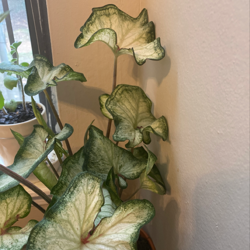 Photo of the plant species Mikado by Katie named Pete on Greg, the plant care app
