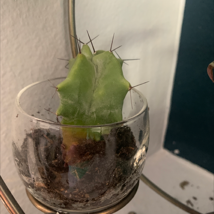 Pleated Cereus cactus in a glass container with visible soil and some browning at the base.