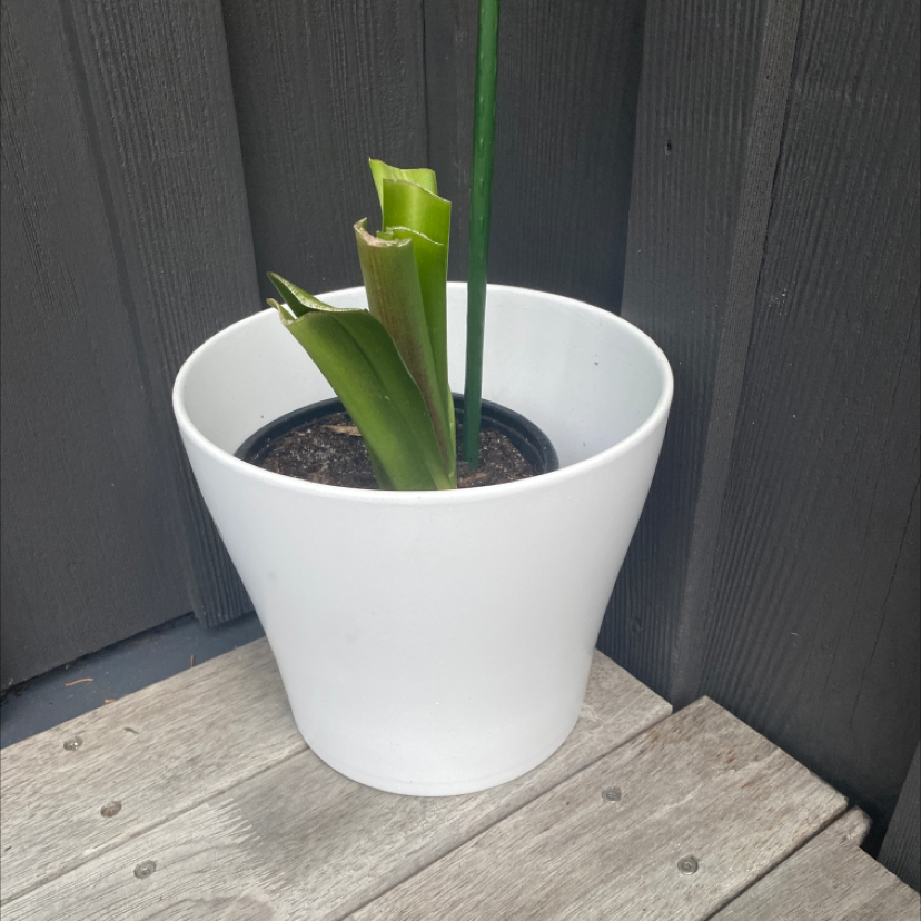 Hippeastrum 'Red Lion' plant in a white pot with green leaves, wooden background.