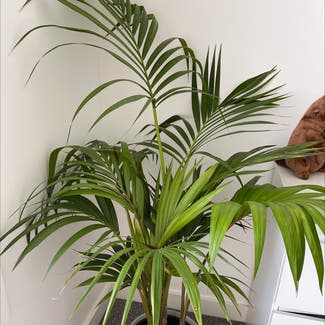 Kentia Palm plant in Donnybrook, Victoria