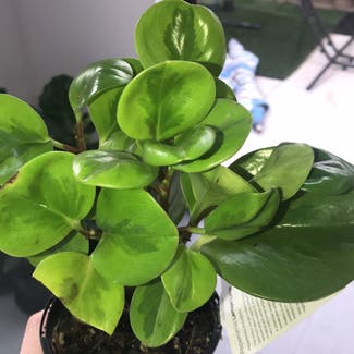 Lemon Lime Peperomia plant in Donnybrook, Victoria