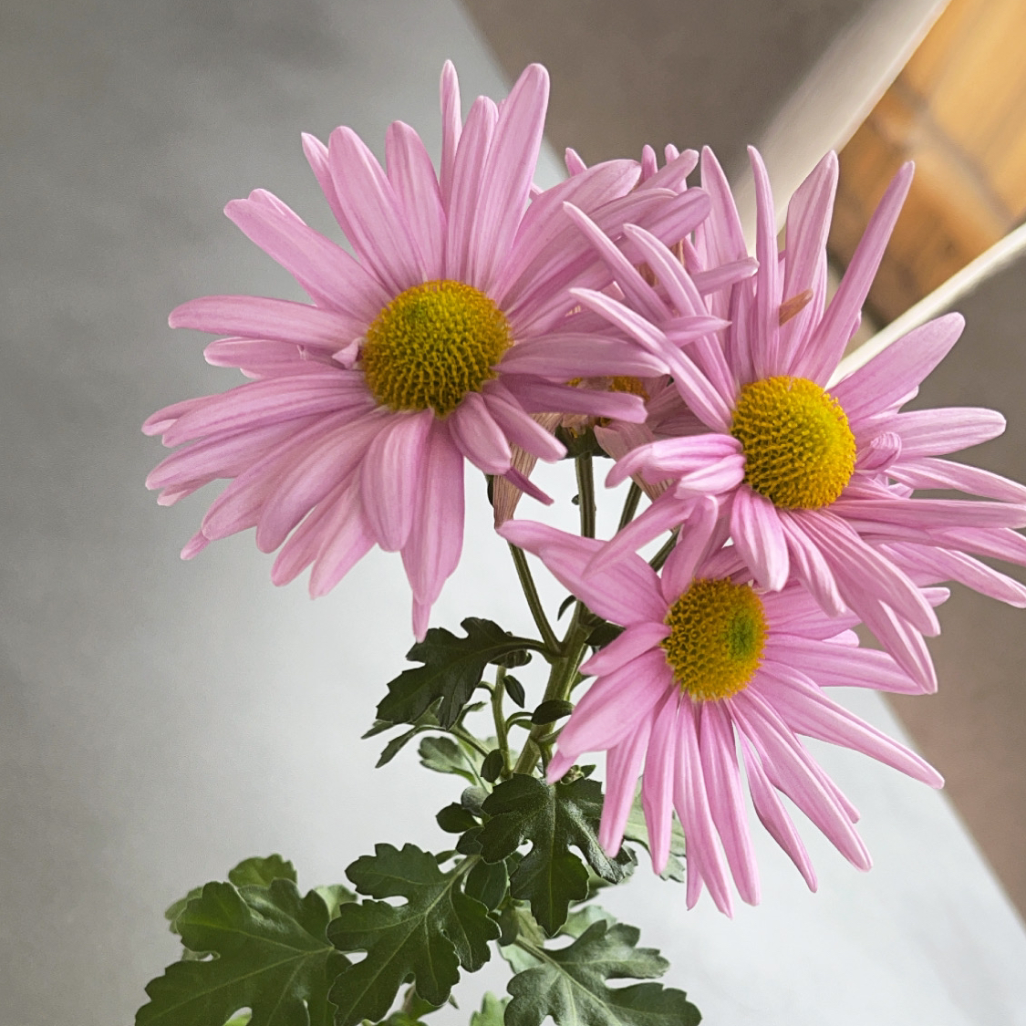 Florist's Daisy with pink petals and yellow centers, healthy green leaves.