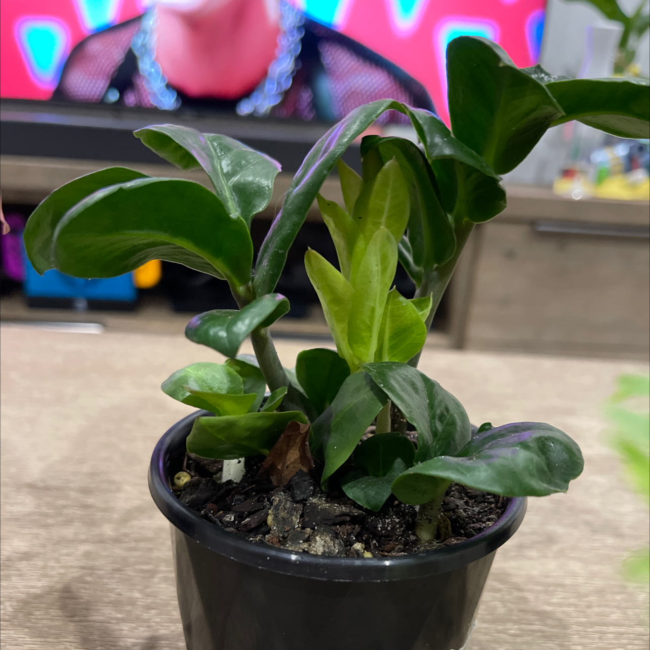Dwarf ZZ plant in a small pot with vibrant green leaves. Background includes a television screen.