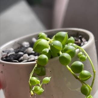 String of Pearls plant in Donnybrook, Victoria