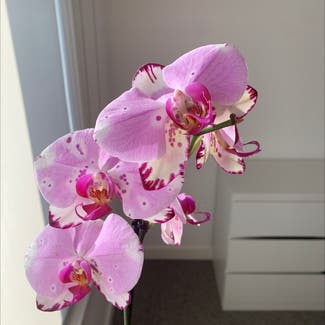 Phalaenopsis Orchid plant in Donnybrook, Victoria