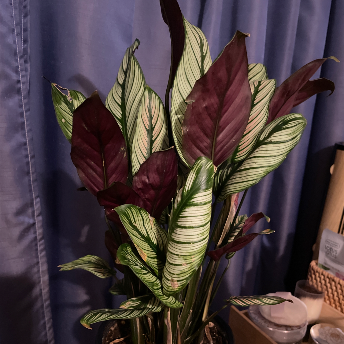 Pinstripe Calathea plant photo by @Kelsoasis named Benny on Greg, the plant care app.