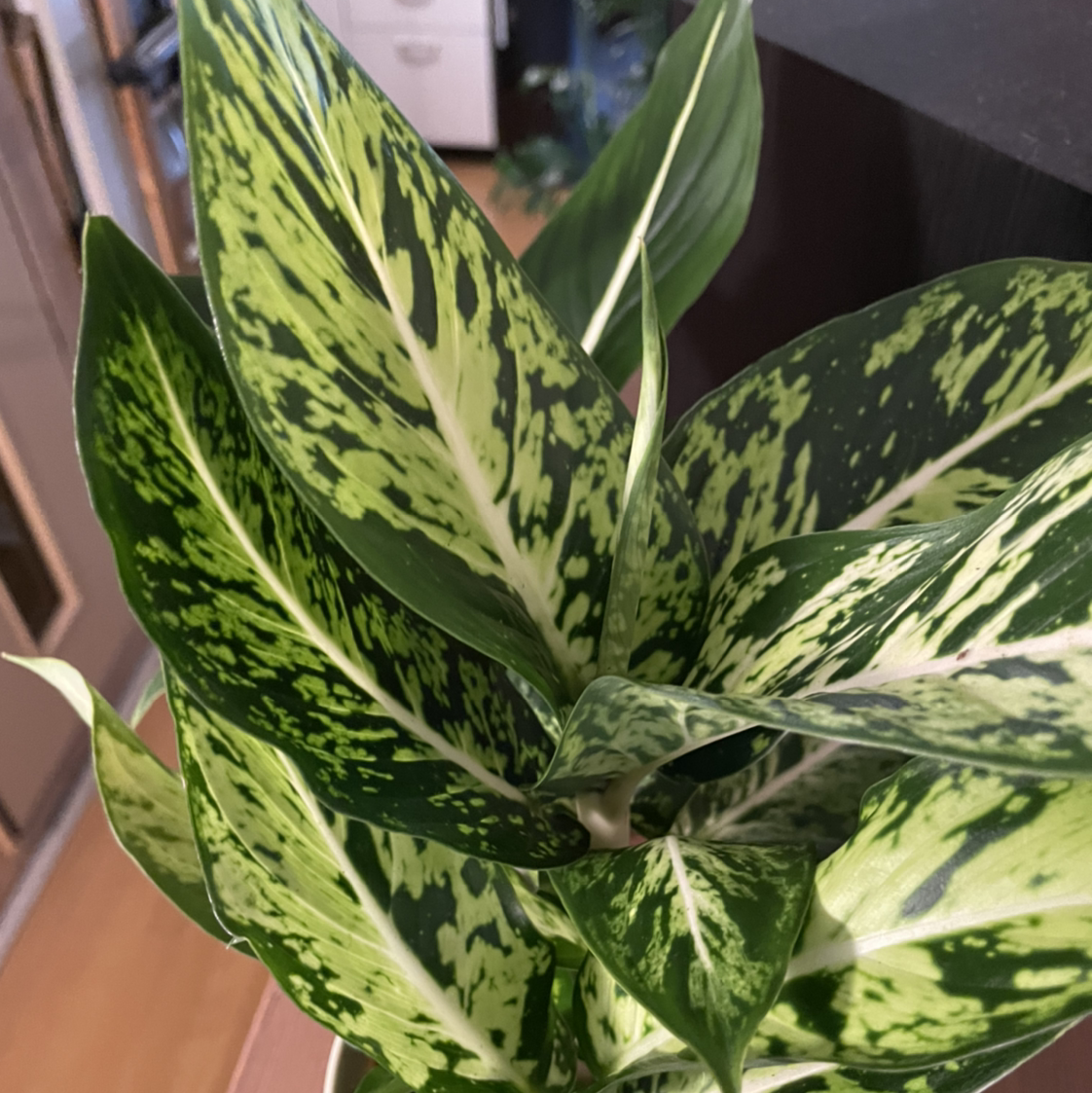Photo of the plant species Dumb Cane Sparkles by @Kelsoasis named Sparkles on Greg, the plant care app