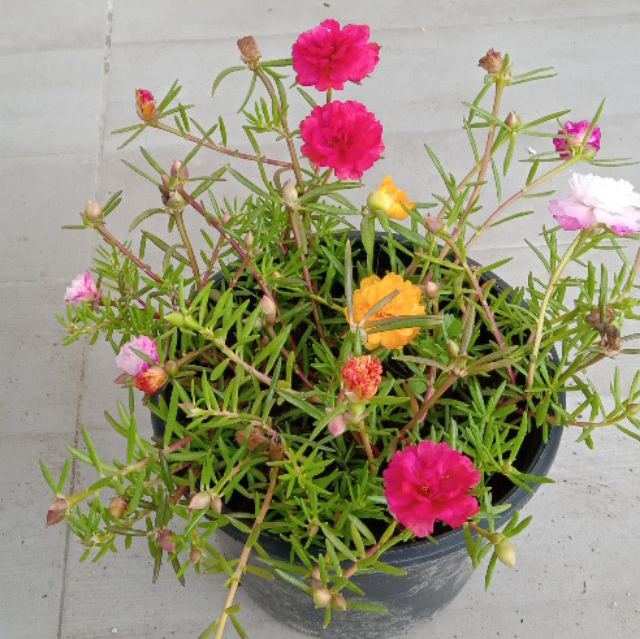 Photo of the plant species Moss Rose Purselane by Anis named Cecelia on Greg, the plant care app