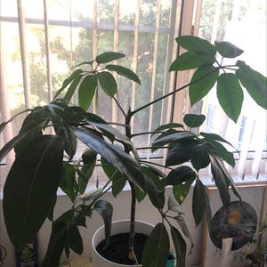 Umbrella Tree plant photo by Amelia named Fave on Greg, the plant care app.