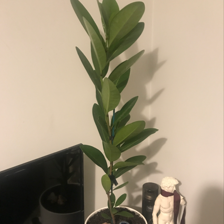 Plant care for Corynocarpaceae on Greg, the plant care app