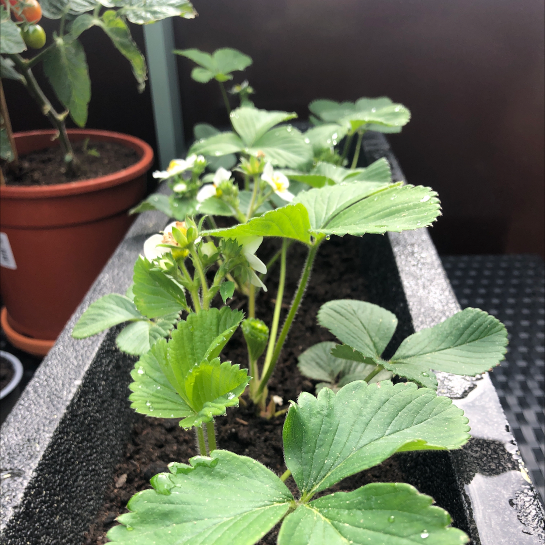 Photo of the plant species Beach Strawberry by @Noris named Strawberry on Greg, the plant care app
