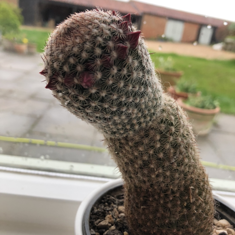 Arizona Rainbow Cactus with red-tipped growths in a pot, patio and garden in the background.