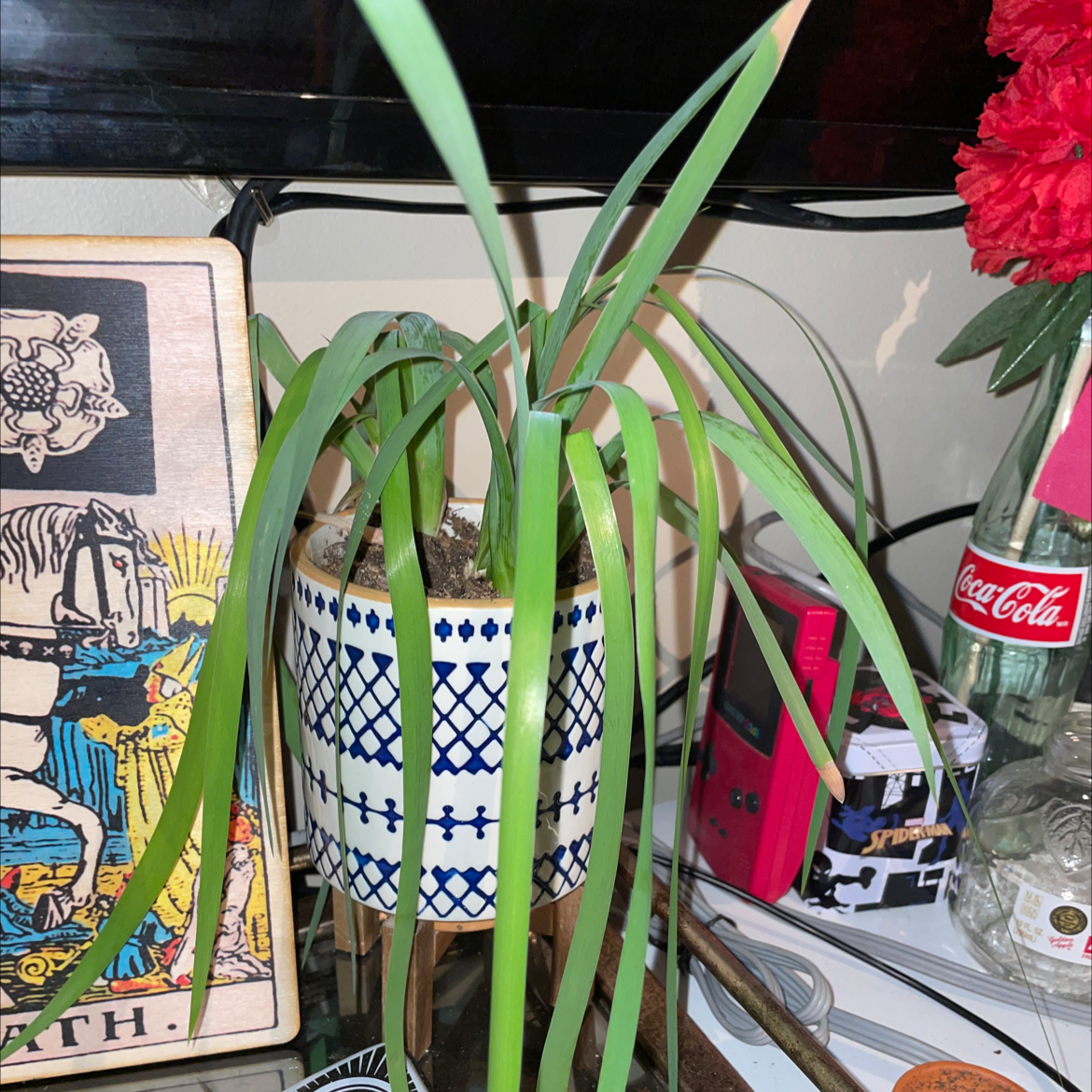 Potted Lemon Grass plant with long green leaves in a decorative pot on a stand.