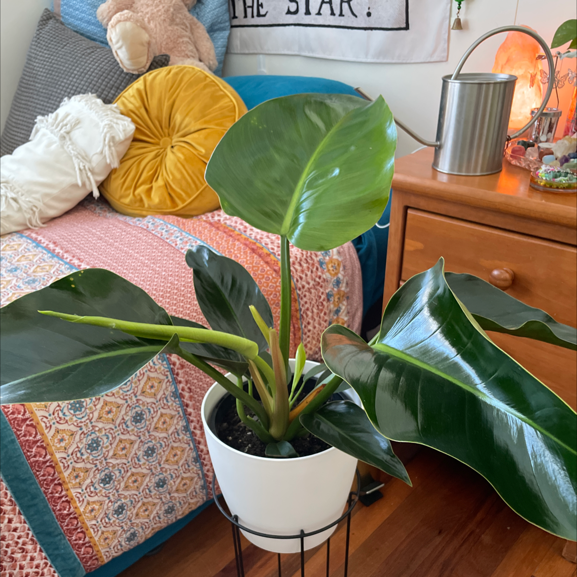 Photo of the plant species Philodendron 'Congo' by @kayleebelle named crissy on Greg, the plant care app